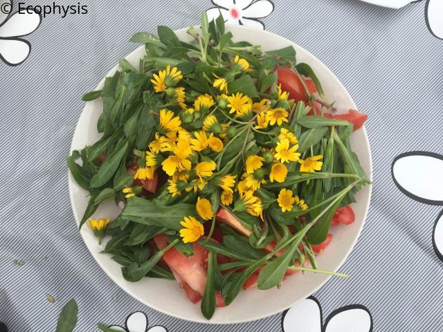 gastronomy-eco9