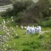 School beekeeping excursion